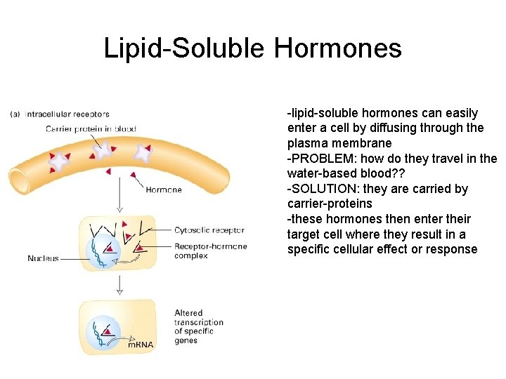 Lipid-Soluble Hormones -lipid-soluble hormones can easily enter a cell by diffusing through the plasma