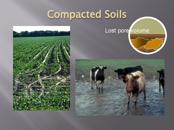 Compacted Soils Lost pore volume 