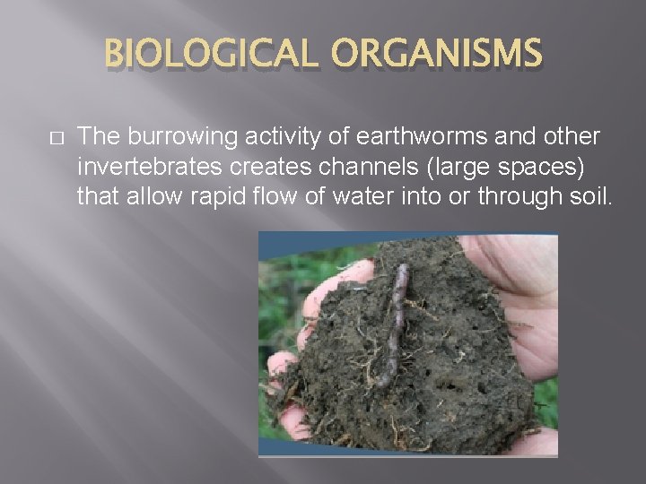 BIOLOGICAL ORGANISMS � The burrowing activity of earthworms and other invertebrates creates channels (large