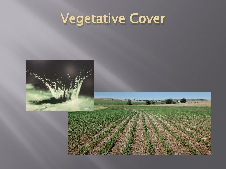 Vegetative Cover 