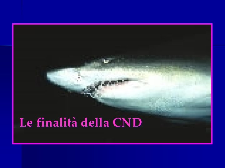 Le finalità della CND 