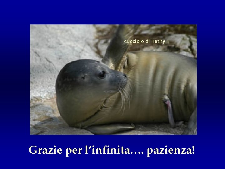 cucciolo di Tethy Grazie per l’infinita…. pazienza! 