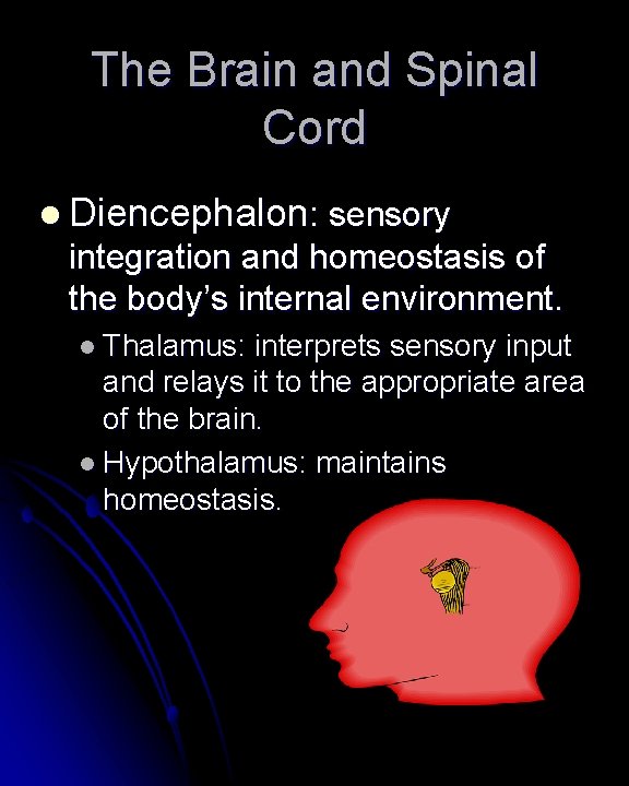 The Brain and Spinal Cord l Diencephalon: sensory integration and homeostasis of the body’s The Brain and Spinal Cord l Diencephalon: sensory integration and homeostasis of the body’s