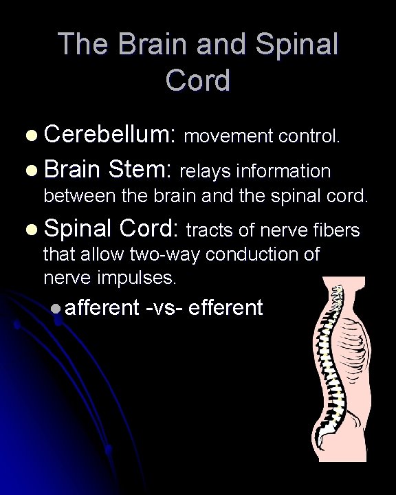 The Brain and Spinal Cord l Cerebellum: movement control. l Brain Stem: relays information The Brain and Spinal Cord l Cerebellum: movement control. l Brain Stem: relays information