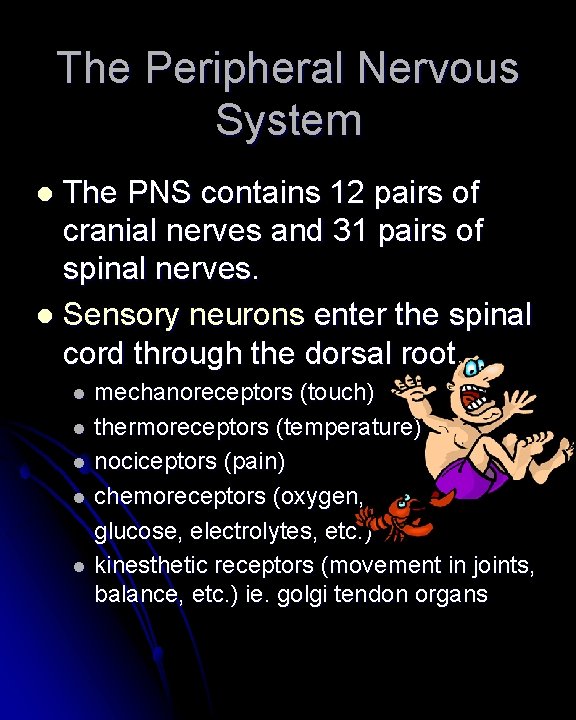 The Peripheral Nervous System The PNS contains 12 pairs of cranial nerves and 31 The Peripheral Nervous System The PNS contains 12 pairs of cranial nerves and 31