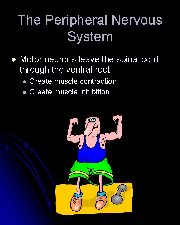 The Peripheral Nervous System l Motor neurons leave the spinal cord through the ventral The Peripheral Nervous System l Motor neurons leave the spinal cord through the ventral