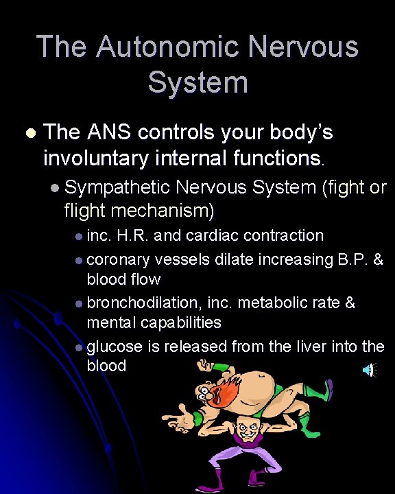 The Autonomic Nervous System l The ANS controls your body’s involuntary internal functions. l The Autonomic Nervous System l The ANS controls your body’s involuntary internal functions. l