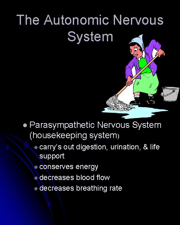 The Autonomic Nervous System l Parasympathetic Nervous System (housekeeping system) l carry’s out digestion, The Autonomic Nervous System l Parasympathetic Nervous System (housekeeping system) l carry’s out digestion,