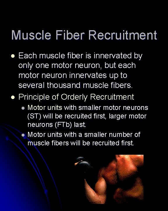 Muscle Fiber Recruitment l l Each muscle fiber is innervated by only one motor Muscle Fiber Recruitment l l Each muscle fiber is innervated by only one motor