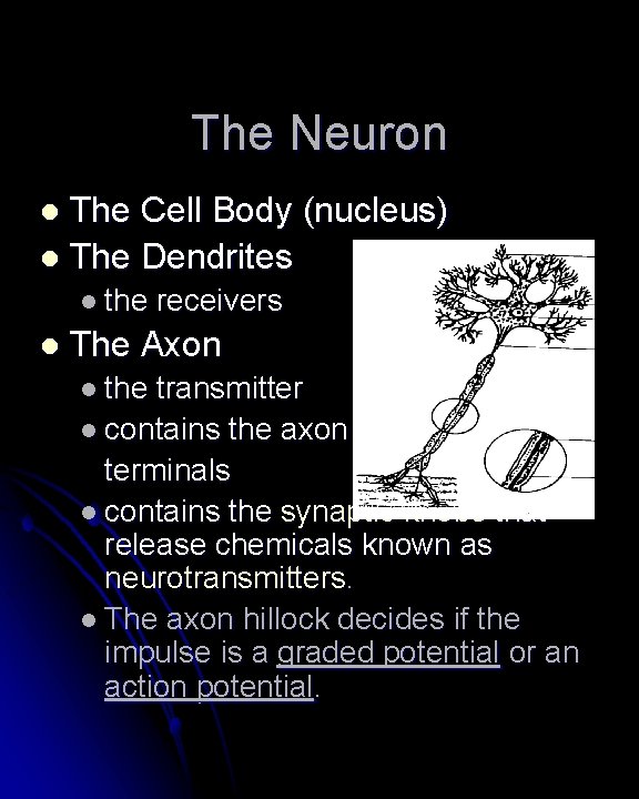 The Neuron The Cell Body (nucleus) l The Dendrites l l the l receivers The Neuron The Cell Body (nucleus) l The Dendrites l l the l receivers