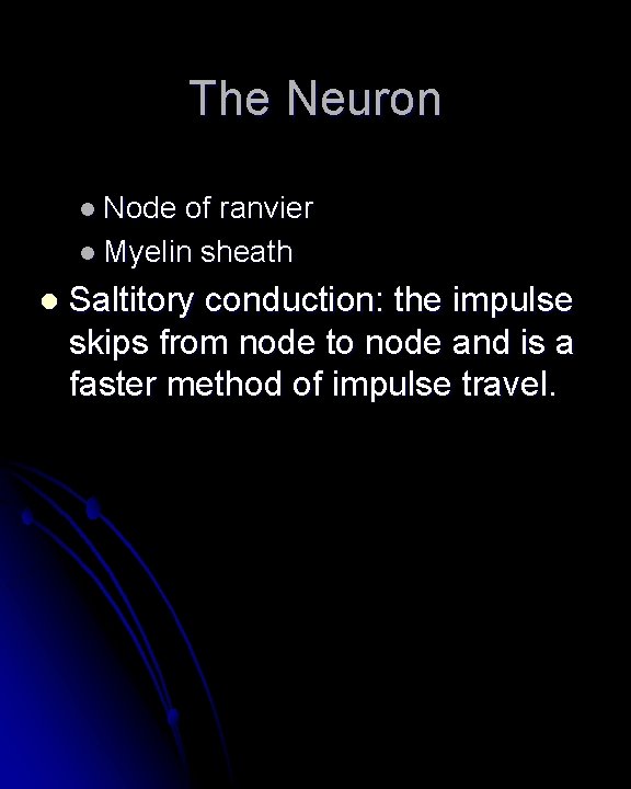 The Neuron l Node of ranvier l Myelin sheath l Saltitory conduction: the impulse The Neuron l Node of ranvier l Myelin sheath l Saltitory conduction: the impulse