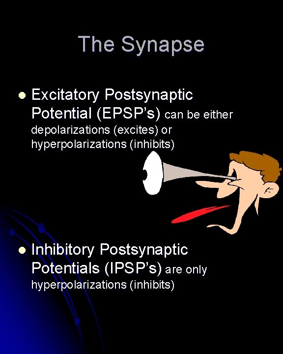The Synapse l Excitatory Postsynaptic Potential (EPSP’s) can be either depolarizations (excites) or hyperpolarizations The Synapse l Excitatory Postsynaptic Potential (EPSP’s) can be either depolarizations (excites) or hyperpolarizations