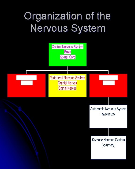 Organization of the Nervous System Organization of the Nervous System