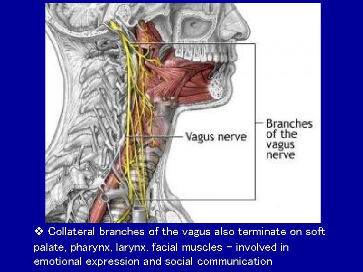  Collateral branches of the vagus also terminate on soft palate, pharynx, larynx, facial
