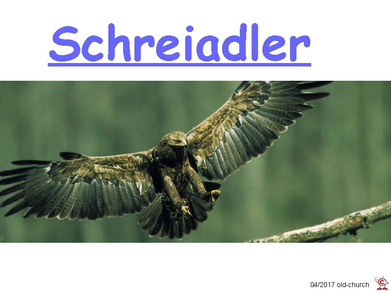 Schreiadler 04/2017 old-church 