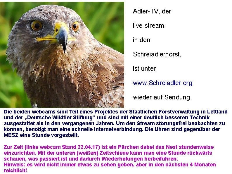 Adler-TV, der live-stream in den Schreiadlerhorst, ist unter www. Schreiadler. org wieder auf Sendung.