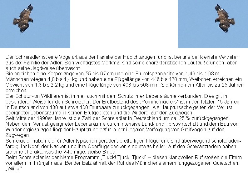 Der Schreiadler ist eine Vogelart aus der Familie der Habichtartigen, und ist bei uns