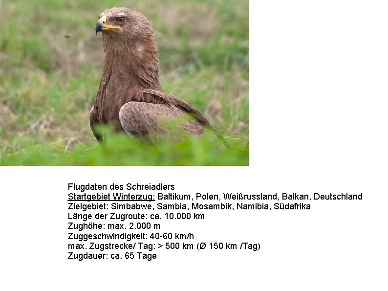 Flugdaten des Schreiadlers Startgebiet Winterzug: Baltikum, Polen, Weißrussland, Balkan, Deutschland Zielgebiet: Simbabwe, Sambia, Mosambik,