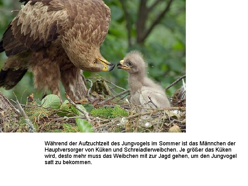 Während der Aufzuchtzeit des Jungvogels im Sommer ist das Männchen der Hauptversorger von Küken