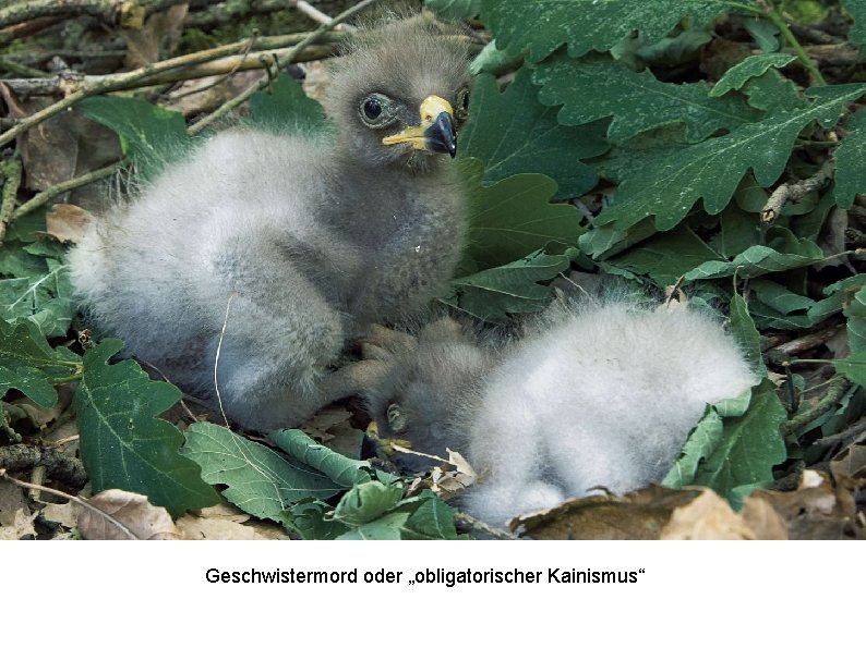 Geschwistermord oder „obligatorischer Kainismus“ 