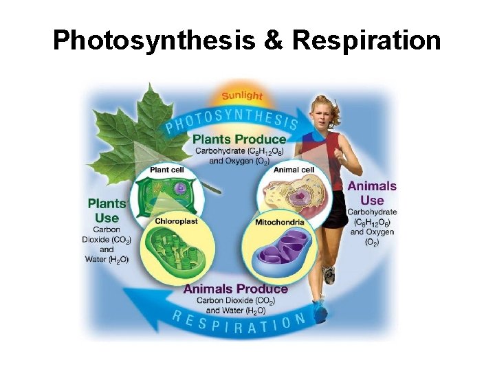 Photosynthesis & Respiration 