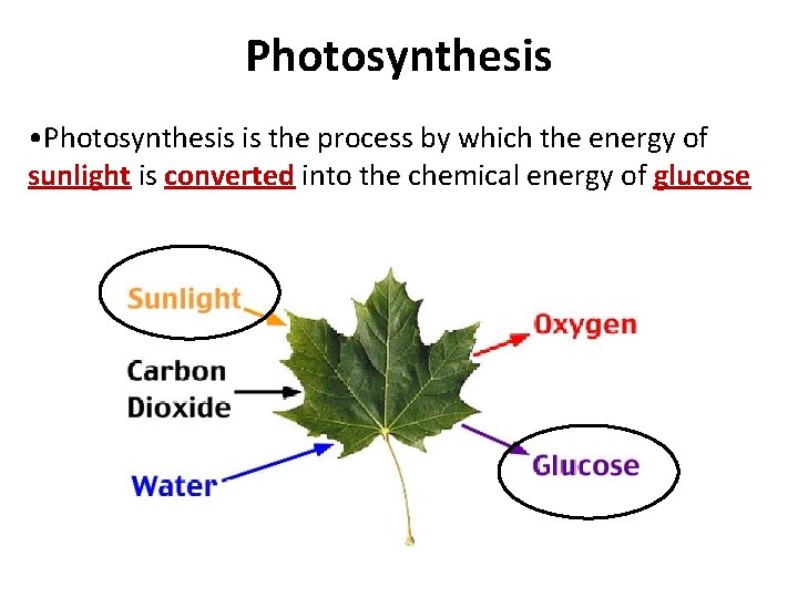 Photosynthesis • Photosynthesis is the process by which the energy of sunlight is converted