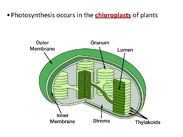  • Photosynthesis occurs in the chloroplasts of plants 