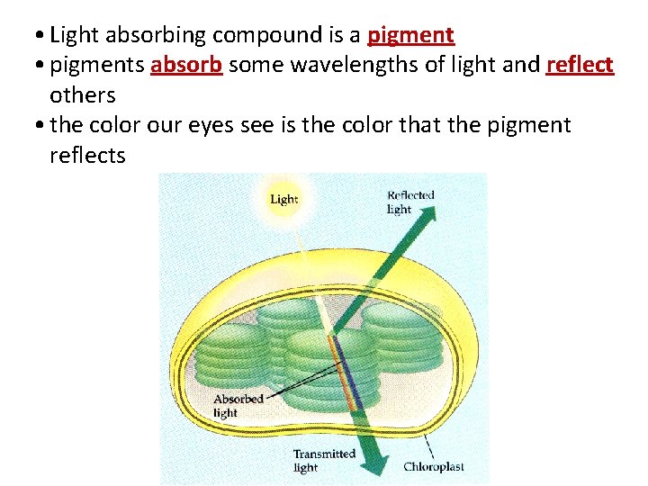  • Light absorbing compound is a pigment • pigments absorb some wavelengths of