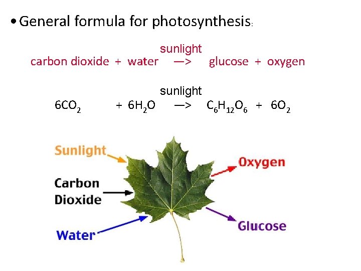  • General formula for photosynthesis carbon dioxide + water 6 CO 2 +