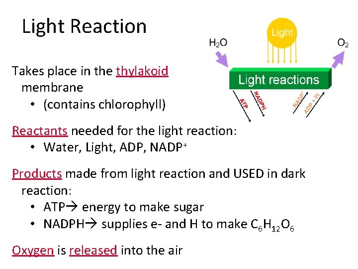 Light Reaction Takes place in the thylakoid membrane • (contains chlorophyll) Reactants needed for