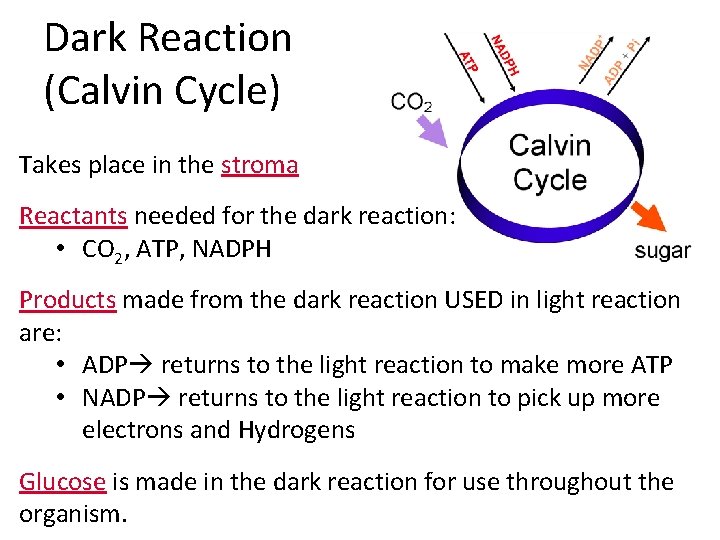 Dark Reaction (Calvin Cycle) Takes place in the stroma Reactants needed for the dark