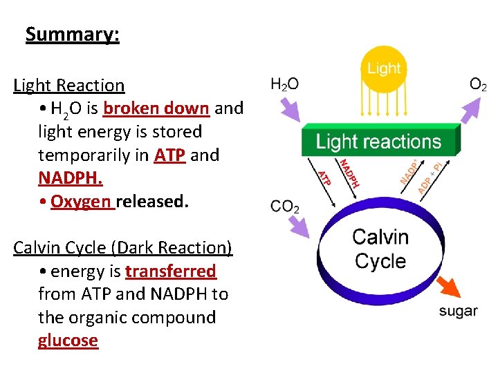 Summary: Light Reaction • H 2 O is broken down and light energy is