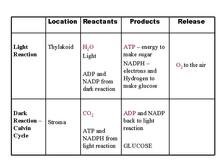 Location Reactants Light Reaction Thylakoid H 2 O Light ADP and NADP from dark