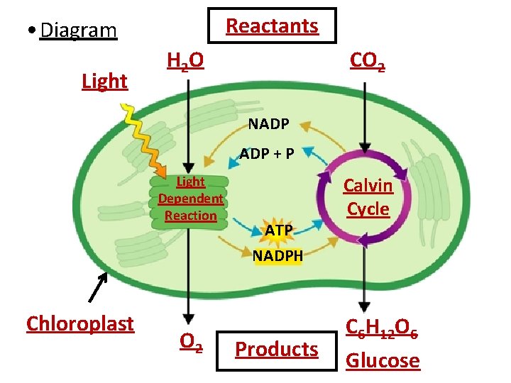 Reactants • Diagram Light H 2 O CO 2 NADP + P Light Dependent