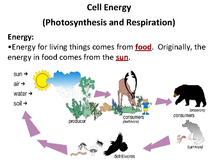 Cell Energy (Photosynthesis and Respiration) Energy: • Energy for living things comes from food.