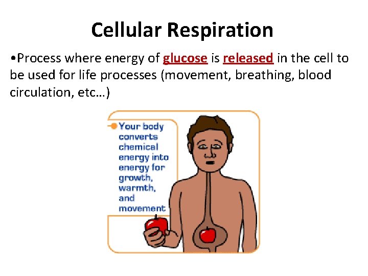 Cellular Respiration • Process where energy of glucose is released in the cell to