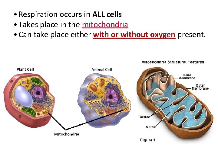  • Respiration occurs in ALL cells • Takes place in the mitochondria •