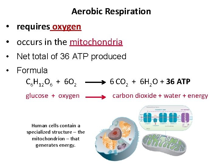 Aerobic Respiration • requires oxygen • occurs in the mitochondria • Net total of