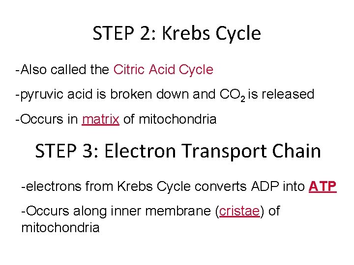 STEP 2: Krebs Cycle -Also called the Citric Acid Cycle -pyruvic acid is broken