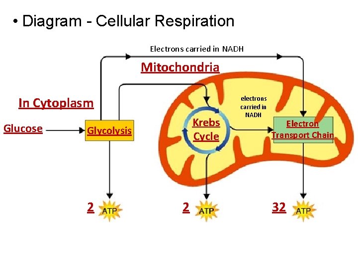  • Diagram - Cellular Respiration Electrons carried in NADH Mitochondria In Cytoplasm Glucose