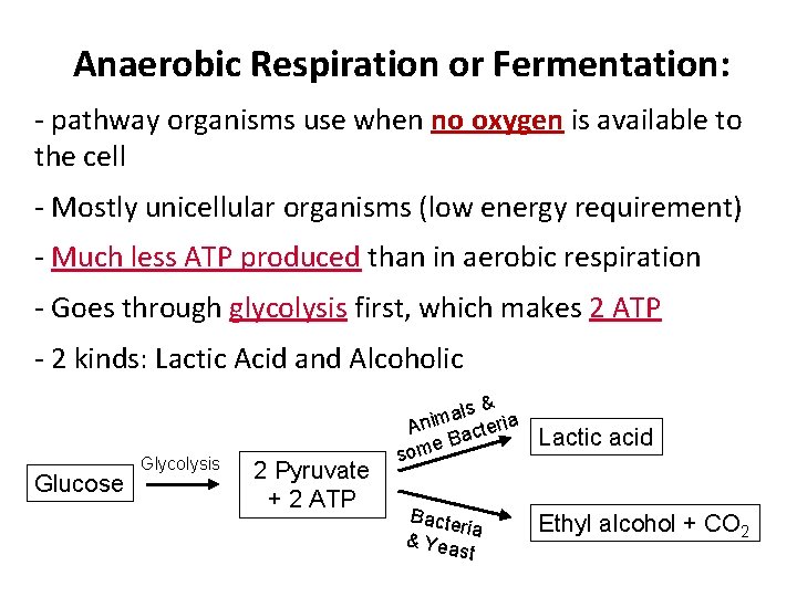 Anaerobic Respiration or Fermentation: - pathway organisms use when no oxygen is available to