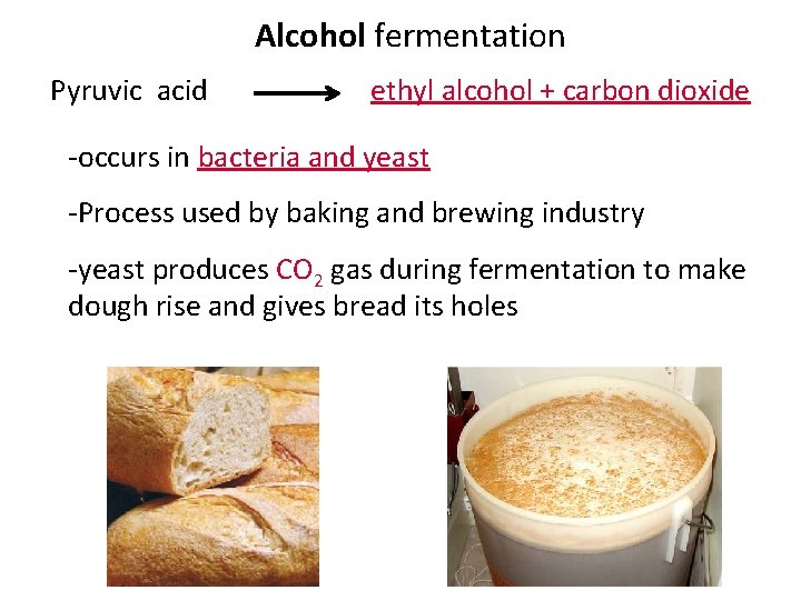 Alcohol fermentation Pyruvic acid ethyl alcohol + carbon dioxide -occurs in bacteria and yeast