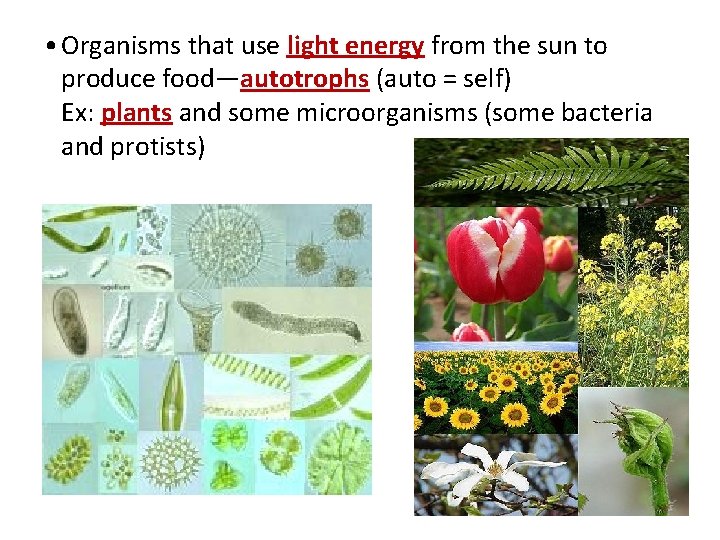  • Organisms that use light energy from the sun to produce food—autotrophs (auto