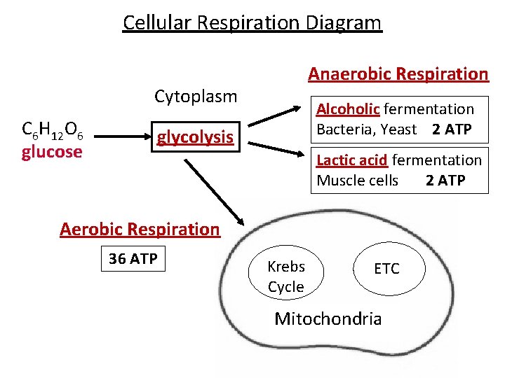 Cellular Respiration Diagram Anaerobic Respiration Cytoplasm C 6 H 12 O 6 glucose Alcoholic