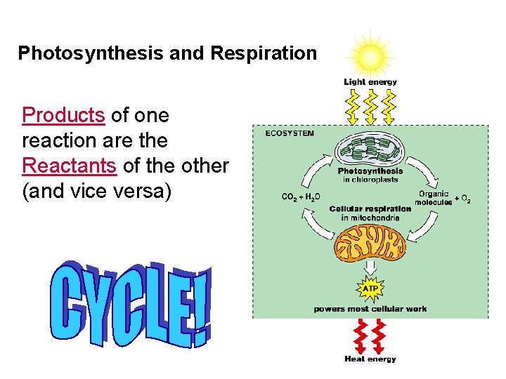 Photosynthesis and Respiration Products of one reaction are the Reactants of the other (and