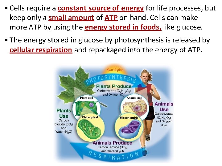  • Cells require a constant source of energy for life processes, but keep