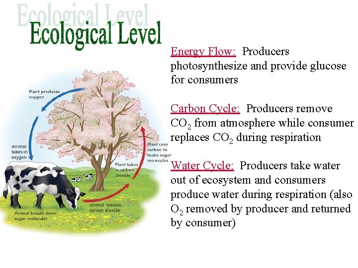 Energy Flow: Producers photosynthesize and provide glucose for consumers Carbon Cycle: Producers remove CO