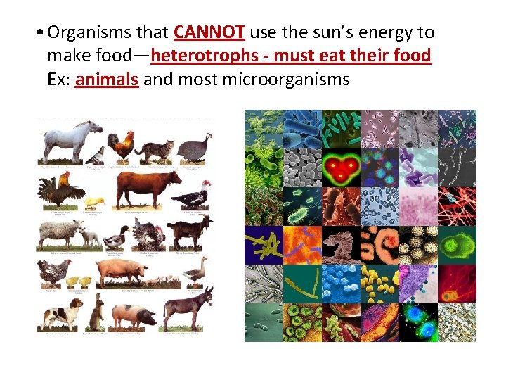  • Organisms that CANNOT use the sun’s energy to make food—heterotrophs - must