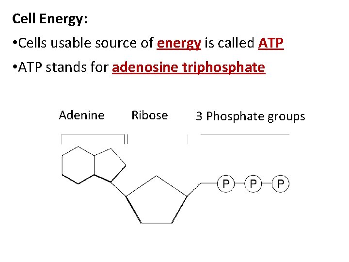 Cell Energy: • Cells usable source of energy is called ATP • ATP stands