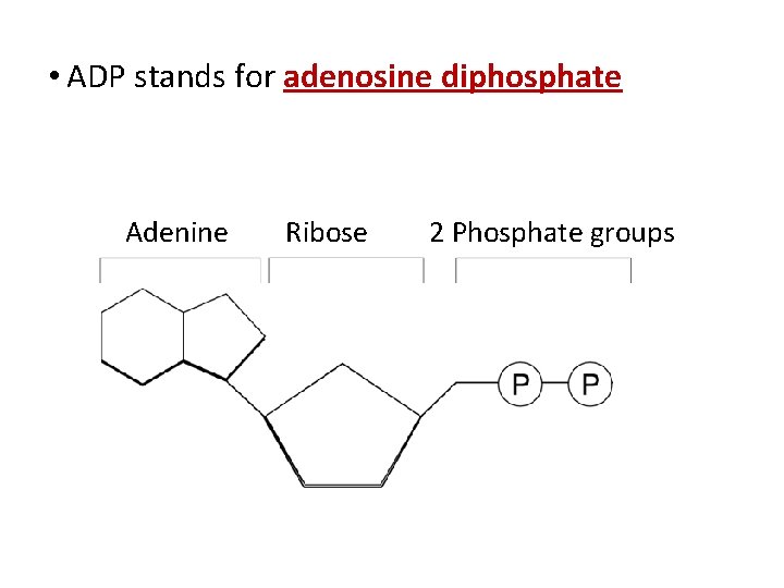  • ADP stands for adenosine diphosphate Adenine Ribose 2 Phosphate groups 